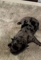 Comet, a male Maltipoo for sale in Frederic, WI – Photo 1 of 3