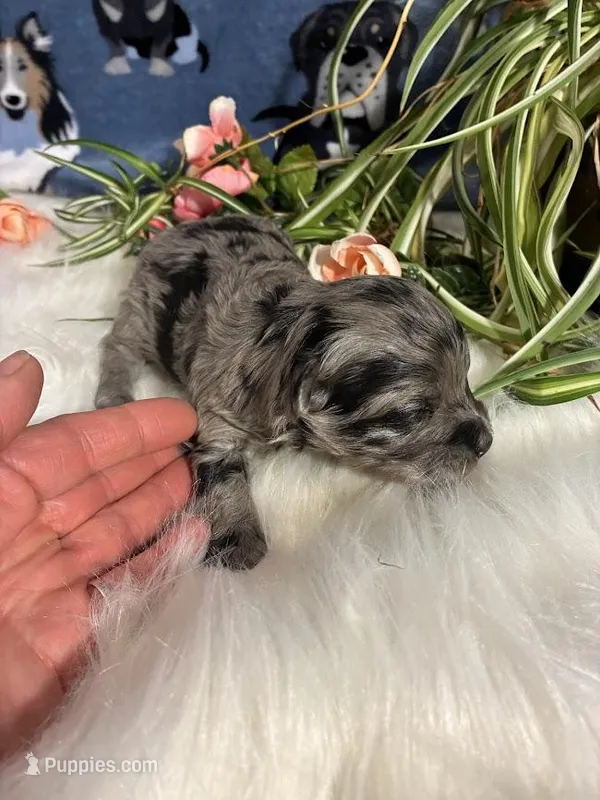 Comet – Maltipoo puppy for sale in Frederic, WI