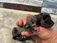 Comet, a male Maltipoo for sale in Frederic, WI – Photo 3 of 3