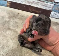 Comet, a male Maltipoo for sale in Frederic, WI – Photo 2 of 3