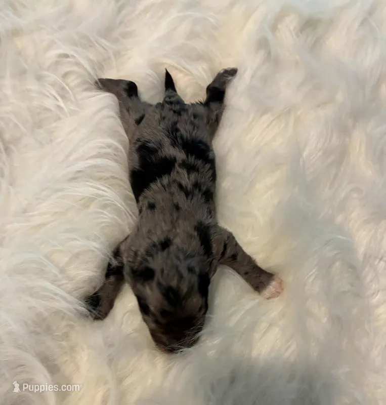 Comet – Maltipoo puppy for sale in Frederic, WI