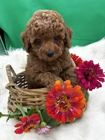 Rome, a male Poodle - Miniature  for sale in Frederic, WI – 1 of 5