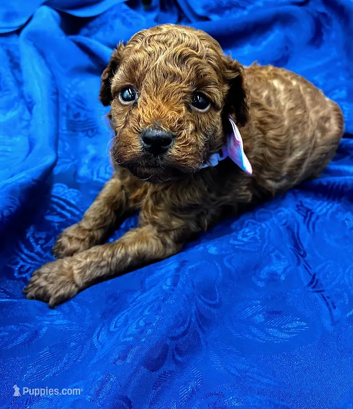 Paris – Poodle - Miniature  puppy for sale in Frederic, WI