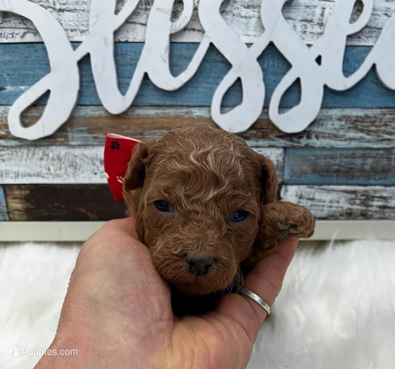 Bravo – Poodle - Miniature  puppy for sale in Frederic, WI