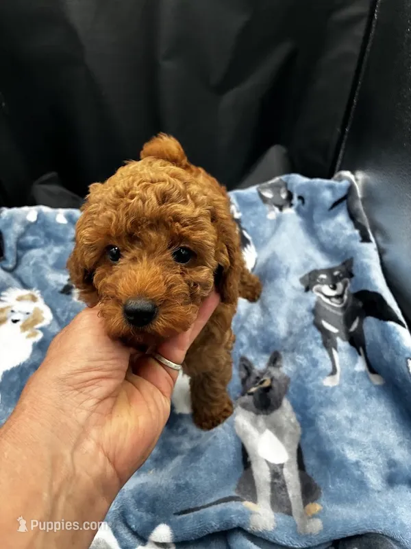 Athens – Poodle - Miniature  puppy for sale in Frederic, WI
