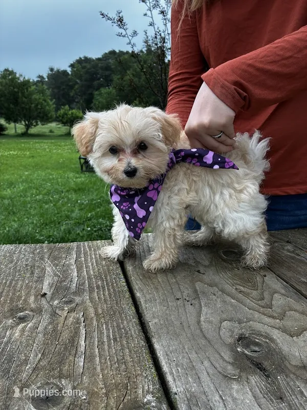 Amber – Maltipoo puppy for sale in Frederic, WI