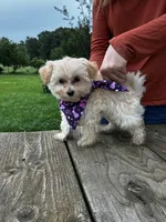 Amber, a male Maltipoo for sale in Frederic, WI – 5 of 5
