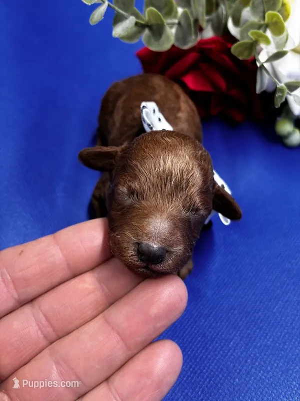 Athens – Poodle - Miniature  puppy for sale in Frederic, WI
