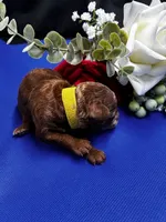 Ruby, a female Poodle - Miniature  for sale in Frederic, WI – 3 of 4