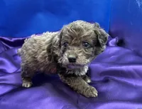 Tide, a male Maltipoo for sale in Frederic, WI – 2 of 6