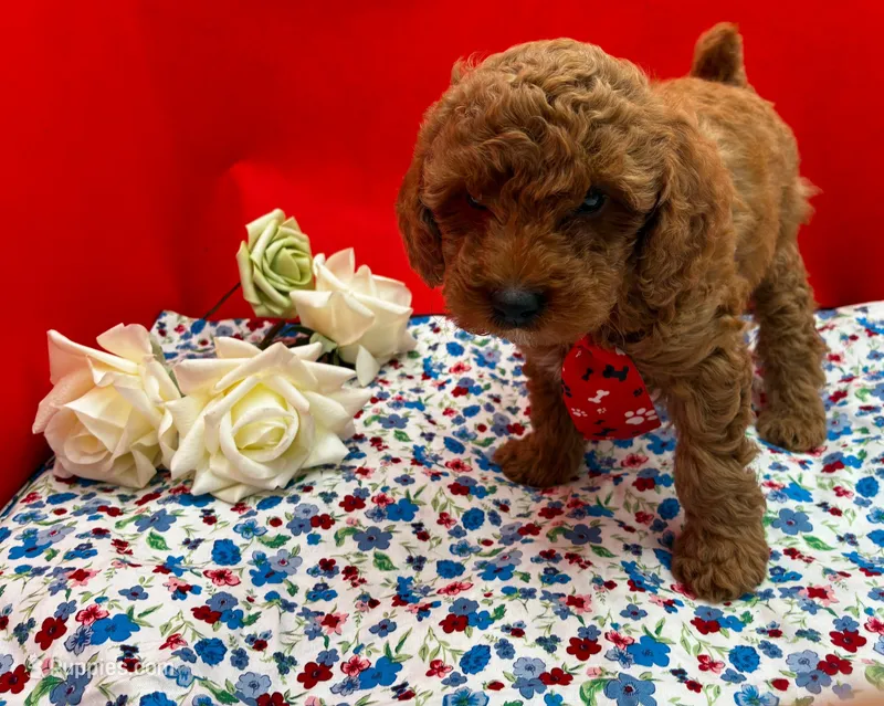 Oakly – Poodle - Miniature  puppy for sale in Frederic, WI