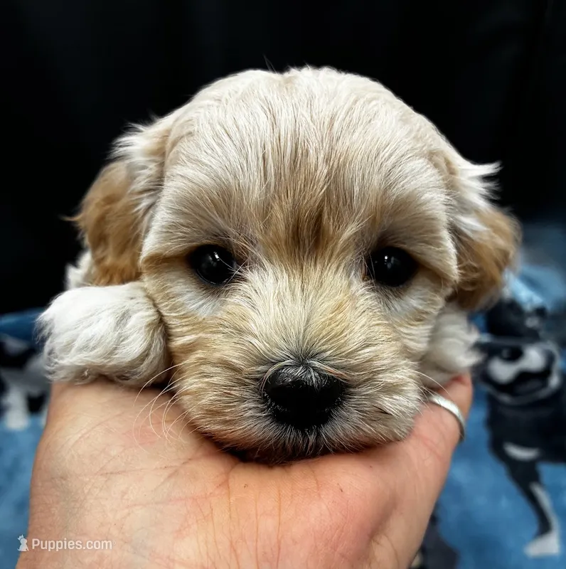 Hugo – Maltipoo puppy for sale in Frederic, WI