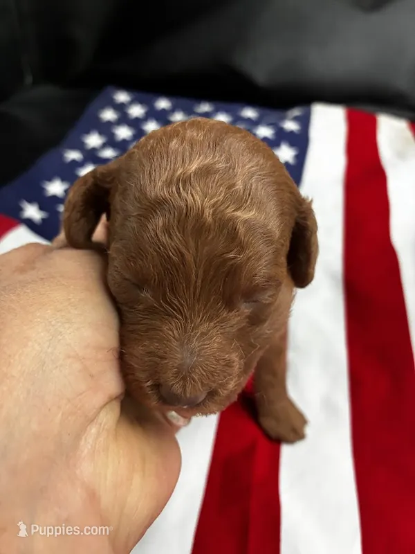 Paris – Poodle - Miniature  puppy for sale in Frederic, WI