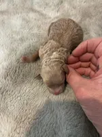 Sage, a female Poodle - Miniature  for sale in Frederic, WI – Photo 1 of 2