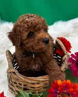 Rome, a male Poodle - Miniature  for sale in Frederic, WI – 4 of 5