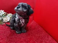 Agate, a male Maltipoo for sale in Frederic, WI – 2 of 6