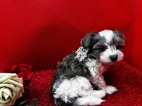 Luna, a male Maltipoo for sale in Frederic, WI – 2 of 2