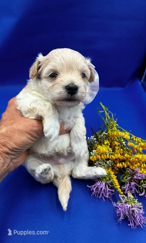 Winston – Maltipoo puppy for sale in Frederic, WI