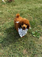 Rome, a male Poodle - Miniature  for sale in Frederic, WI – 3 of 3