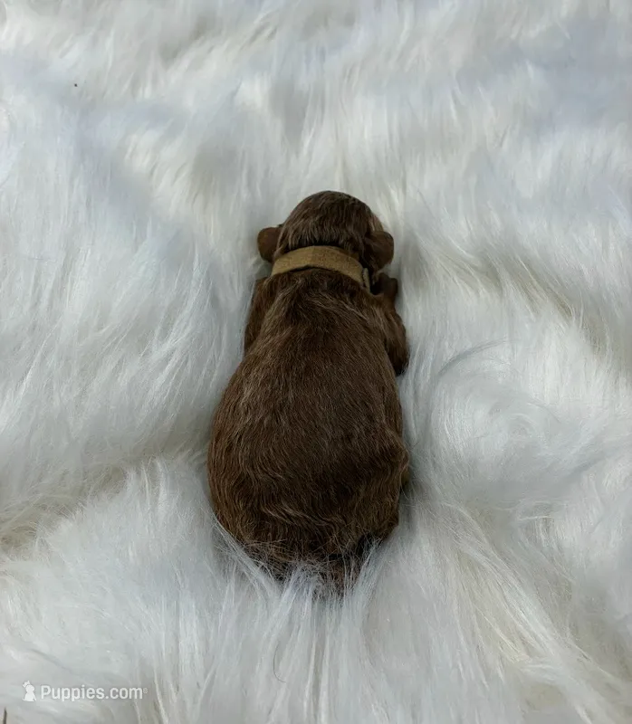 Foxtrot – Poodle - Miniature  puppy for sale in Frederic, WI