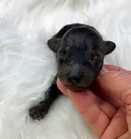 Whiskey, a male Poodle - Miniature  for sale in Frederic, WI – 3 of 3