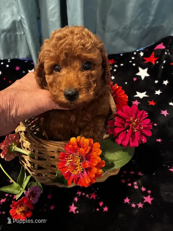 Athens – Poodle - Miniature  puppy for sale in Frederic, WI