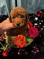Athens, a male Poodle - Miniature  for sale in Frederic, WI – 1 of 2