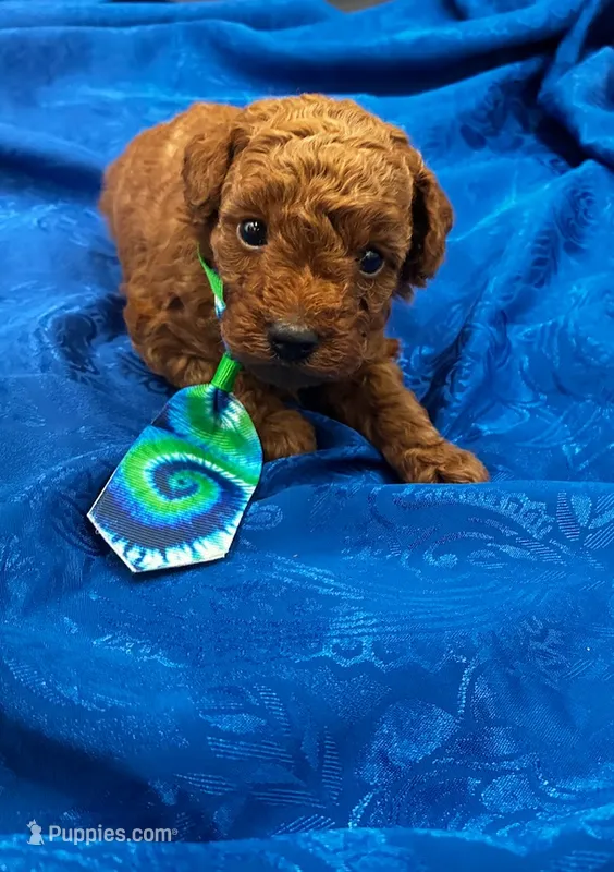Athens – Poodle - Miniature  puppy for sale in Frederic, WI