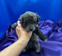 Tide, a male Maltipoo for sale in Frederic, WI – 5 of 6
