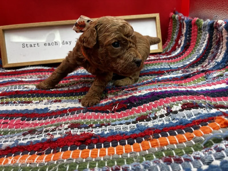 Bravo – Poodle - Miniature  puppy for sale in Frederic, WI