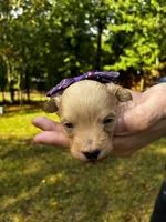 Gouda, a male Maltipoo for sale in Frederic, WI – 2 of 3