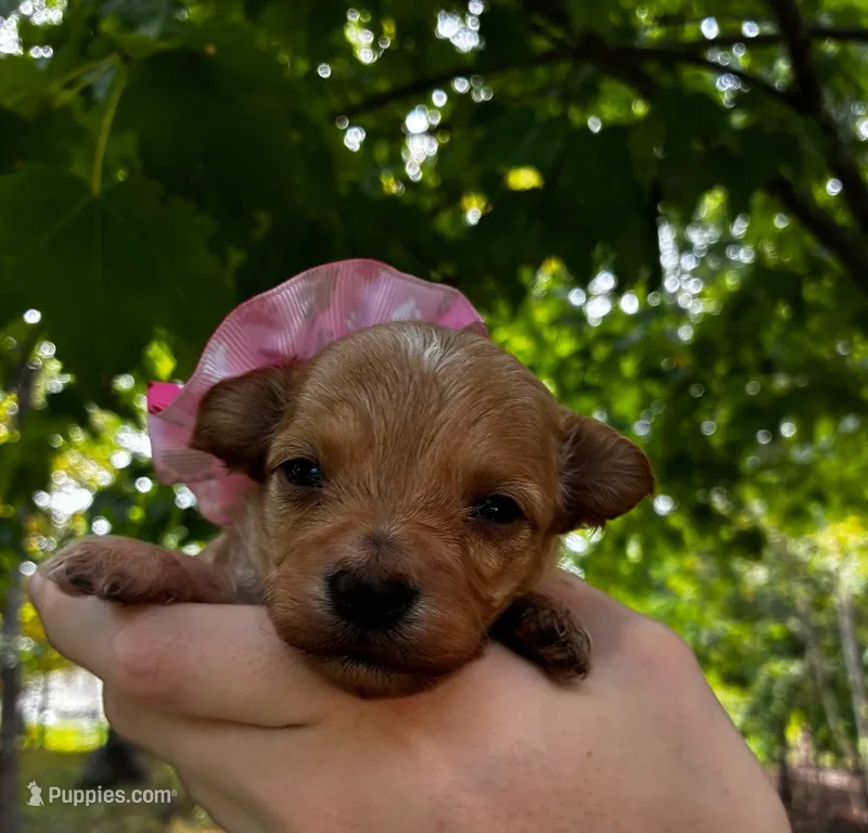 Brie – Maltipoo puppy for sale in Frederic, WI