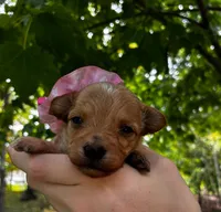 Brie, a female Maltipoo for sale in Frederic, WI – 1 of 3
