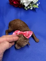 Paris, a female Poodle - Miniature  for sale in Frederic, WI – 3 of 4