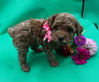 Paris, a female Poodle - Miniature  for sale in Frederic, WI – 2 of 3