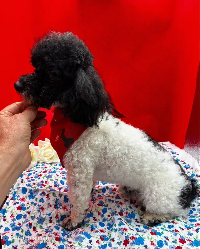 Cameron – Poodle - Toy  puppy for sale in Frederic, WI