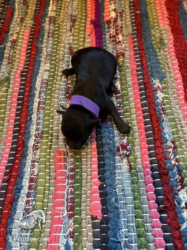 Sapphire – Maltipoo puppy for sale in Frederic, WI