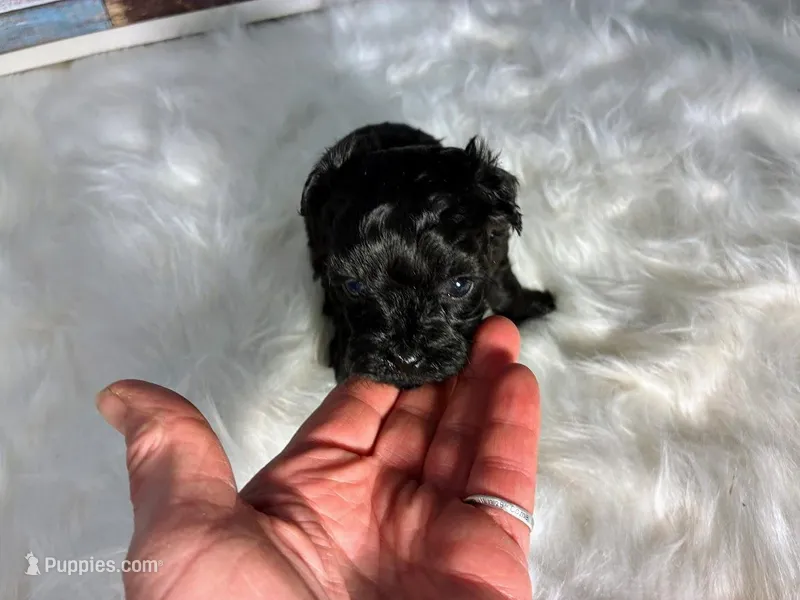 Onix – Maltipoo puppy for sale in Frederic, WI