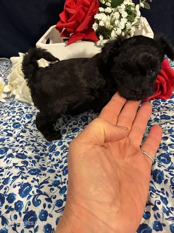 Onix – Maltipoo puppy for sale in Frederic, WI