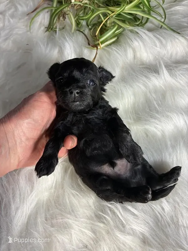 Onix – Maltipoo puppy for sale in Frederic, WI