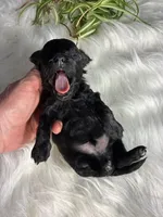 Onix, a male Maltipoo for sale in Frederic, WI – Photo 4 of 4