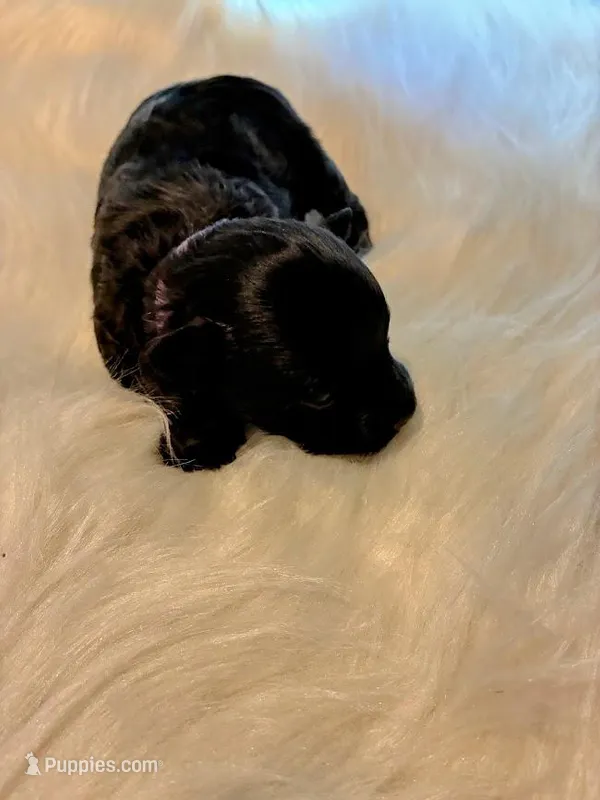 Sapphire – Maltipoo puppy for sale in Frederic, WI