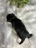 Onix, a male Maltipoo for sale in Frederic, WI – Photo 2 of 4