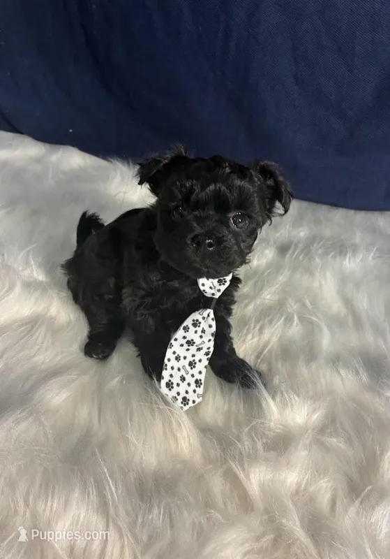 Onix – Maltipoo puppy for sale in Frederic, WI