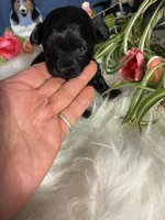 Onix, a male Maltipoo for sale in Frederic, WI – Photo 3 of 4