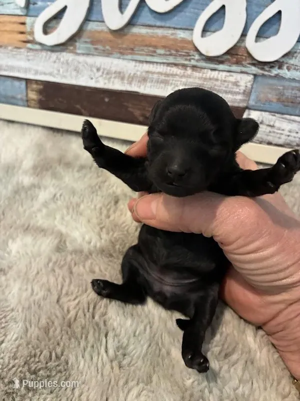 Sapphire – Maltipoo puppy for sale in Frederic, WI