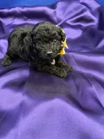 Malibu, a female Maltipoo for sale in Frederic, WI – 4 of 6