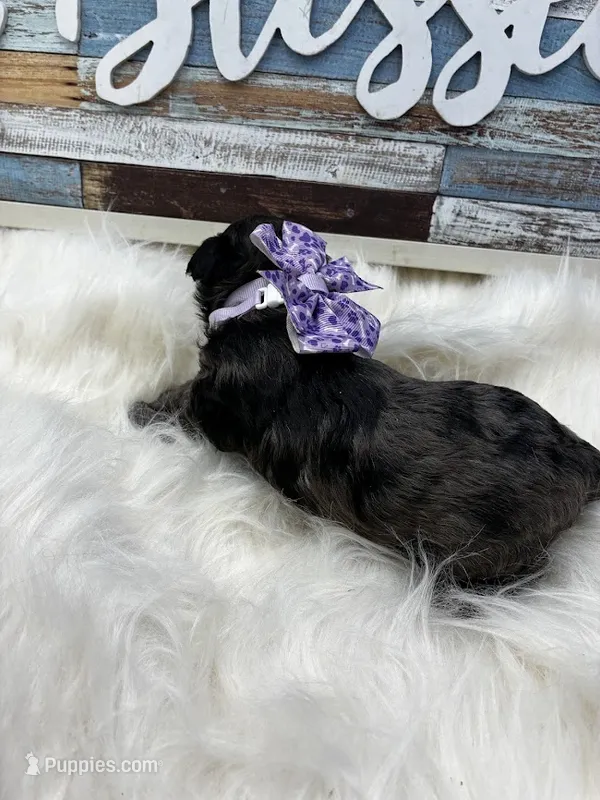 Whiskey – Poodle - Miniature  puppy for sale in Frederic, WI