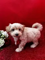 Calcite, a male Maltipoo for sale in Frederic, WI – 2 of 2