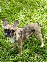 Cookie, a female French Bulldog for sale in Orlando, FL – Photo 2 of 6